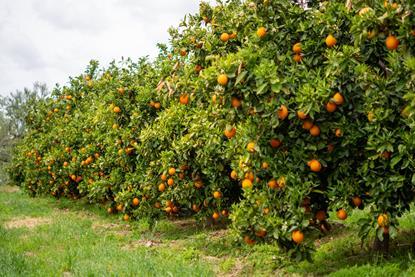 Generic Navel oranges on tree Adobe Stock