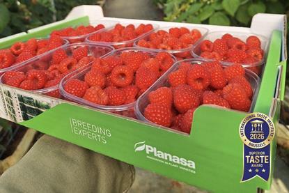 Planasa Pink Hudson raspberry