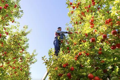 Apple picker up a ladder New Zealand
