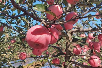 Weather damaged Apples in a Shandong Orchard, China