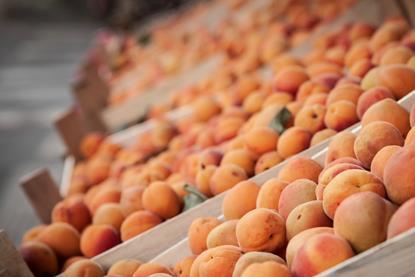 Apricots in Belgrade