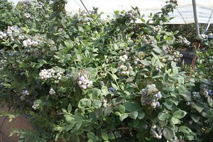 Cuna de Platero Cupla