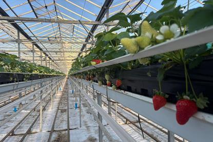 New season strawberries at S&A Produce