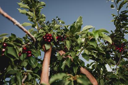 ACVJ cherries