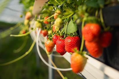 DE Aldina strawberry Aldi Frutania