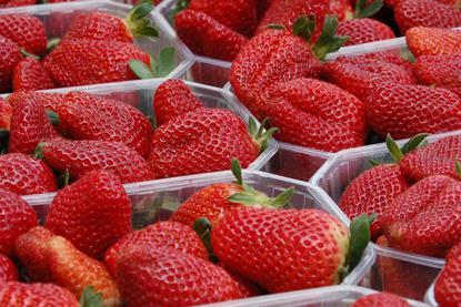 Ägypten Erdbeeren