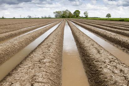 Flooding has badly disrupted this year's potato harvest