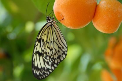 Biodiversity butterfly apricots