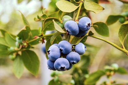 EurekaBlueberries