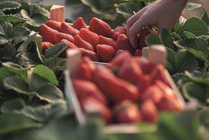 Erdbeeren Recoleccion_fresas