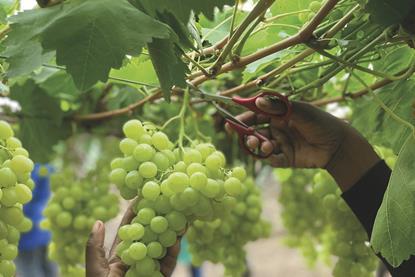 RSA grapes