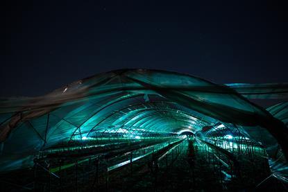 Thorvald carries out UV-C treatment at night