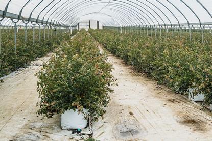 Northland premium blueberries_104