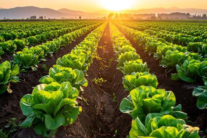 Lettuce field Adobe Stock