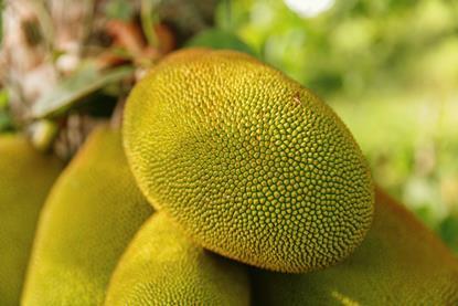 Jackfruit generic rakeem burrell unsplash