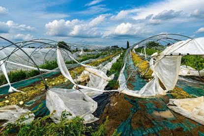 Destroyed greenhouse Cia Reggio Emilia