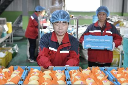 Chiinese pears to Argentina