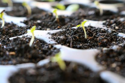 GEN Lettuce seddlings AdobeStock_148720106