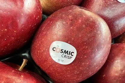 Cosmic Crisp apples
