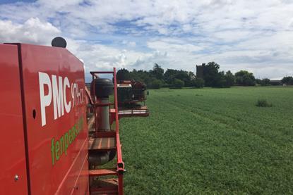 Fen peas viner