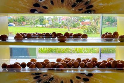 NZ Zespri HQ kiwifruit stand