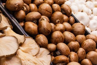 pilze_Phodo Design_AdobeStock