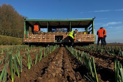 AH Worth is a major producer of leeks in South Lincolnshire