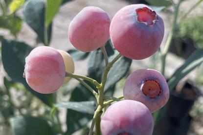 Oppy Pink Cosmo blueberries