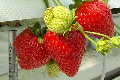 Kubo berry test 2 strawberries