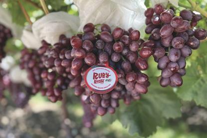 Sun World Ruby Rush