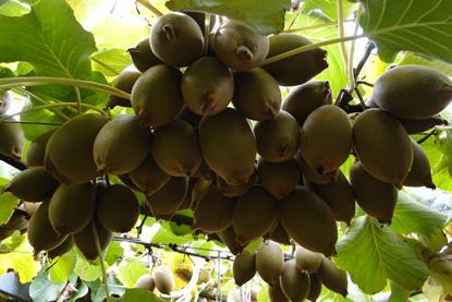 Neuseeland Kiwi - Plantage in Te Kaha