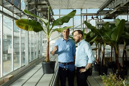 Gilad Gershon Tropic Biosciences bananas