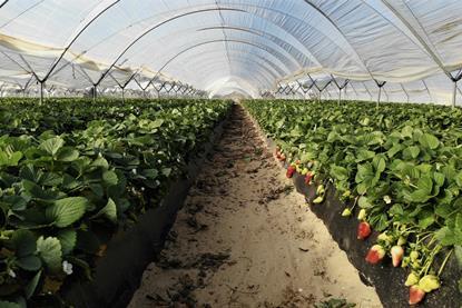 Strawberry production in polytunnels Huelva Spain Adobe Stock