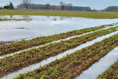 Flooded carrot field York 2