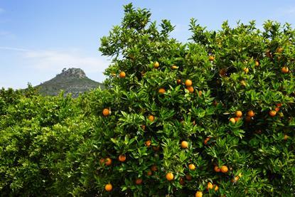 Generic oranges on tree