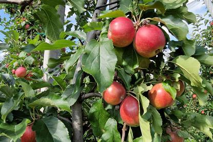 In Deutschland erzeugte rote Äpfel am Baum.