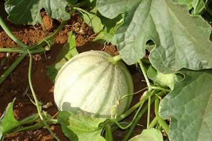 In Brasilien erzeugte Melone auf dem Feld