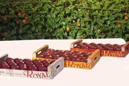 Royal A