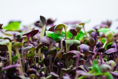 Microgreens in rot und grün