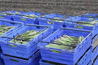 GPG European asparagus
