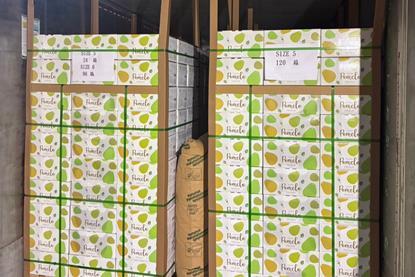 The first shipment of Taiwanese pomelo bound for Malaysia