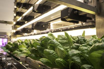 Stacked Farm Australia Gold Coast facility — Lettuce on conveyer moving to harvest