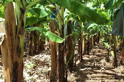 Australian Banana production