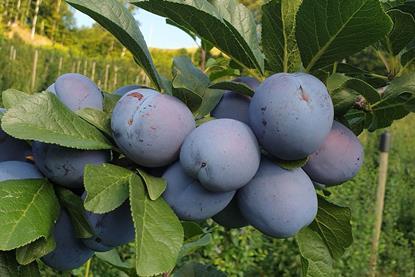 Foto: Schweizer Obstverband