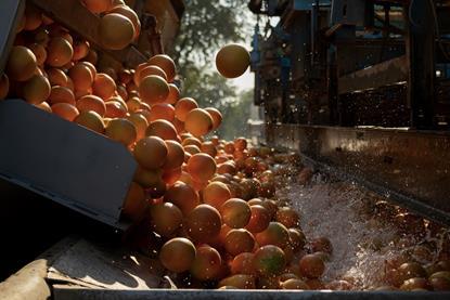 SummerStar Ruby grapefruit sorting