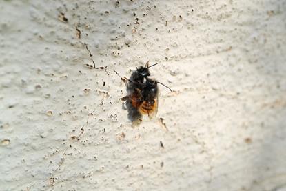 csm_0509Bienen_Hitze-Landnutzung2-www_5204ba3808