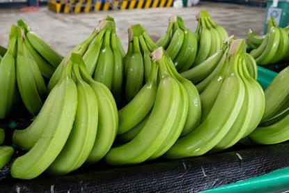 Ecuador bananas