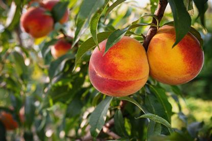 Nectarines on tree Adobe Stock