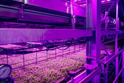 Strawberries could offer greater flexibility and more predictable demand