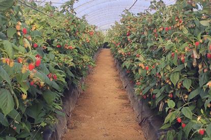 Onubafruit growing ABB Malaika raspberries